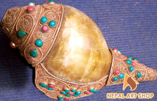 Conch shell from Nepal, conch shells for sale wholesale, Conch Shell a Buddhist Symbols,
Tibetan Conch Shell for ritual, monasteries Buddhist Conch Shell , Nepali Conch shell